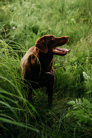 Charlie Puppy Photos