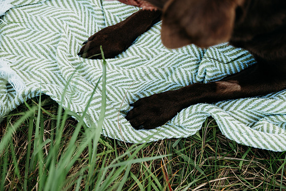 Charlie Puppy Photos