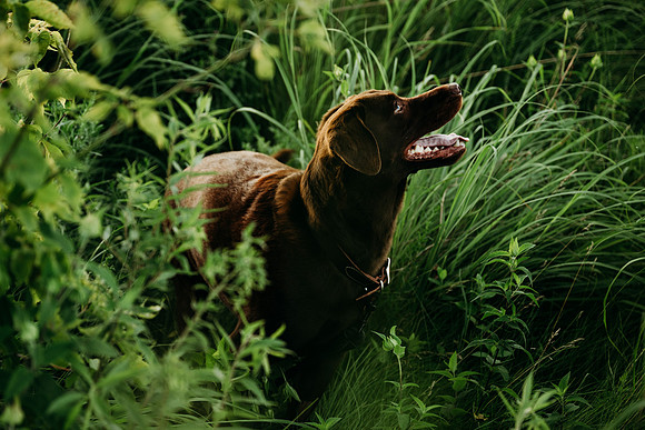 Charlie Puppy Photos