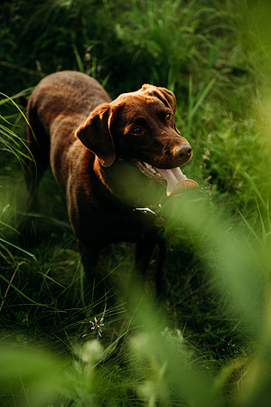 Charlie Puppy Photos