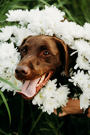 Charlie Puppy Photos