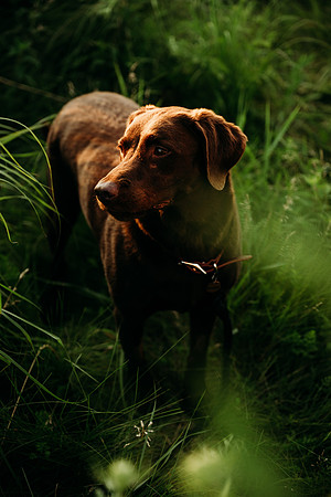 Charlie Puppy Photos