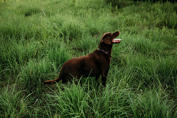 Charlie Puppy Photos