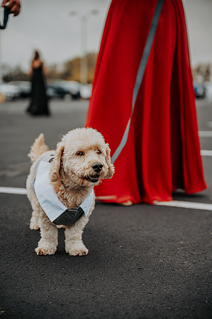 VanBoxtel Wedding
