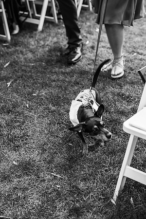 VanBoxtel Wedding