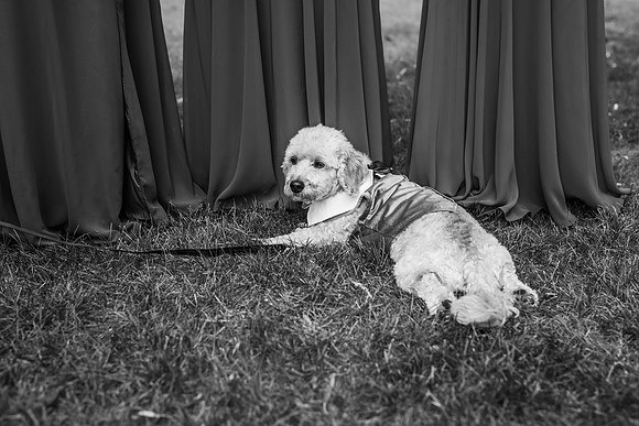 VanBoxtel Wedding