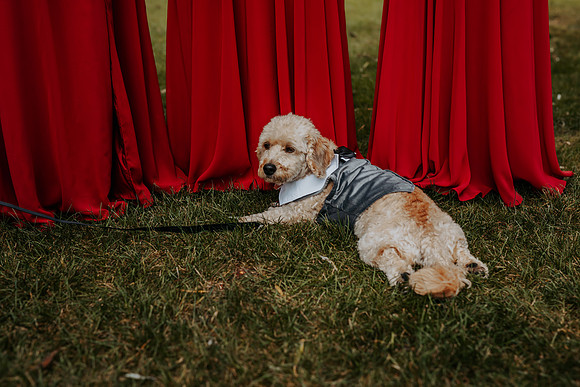 VanBoxtel Wedding