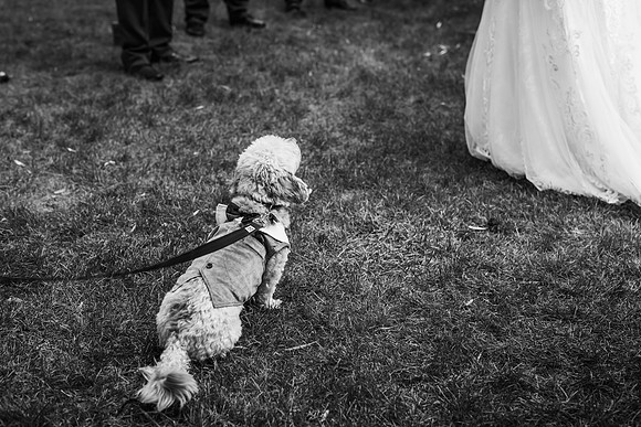 VanBoxtel Wedding