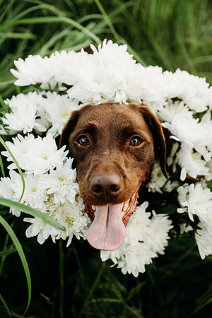 Charlie Puppy Photos