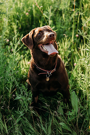Charlie Puppy Photos
