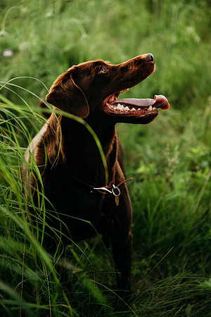 Charlie Puppy Photos