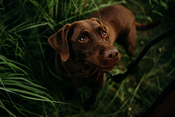 Charlie Puppy Photos