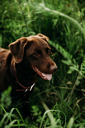 Charlie Puppy Photos