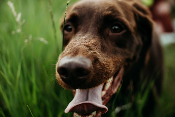 Charlie Puppy Photos