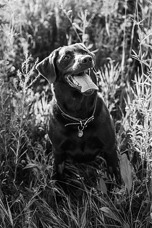 Charlie Puppy Photos