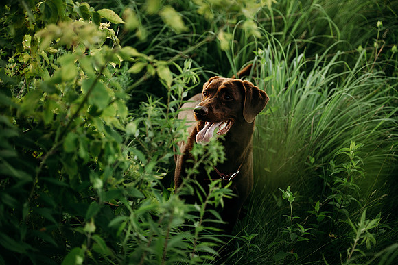 Charlie Puppy Photos
