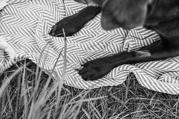 Charlie Puppy Photos