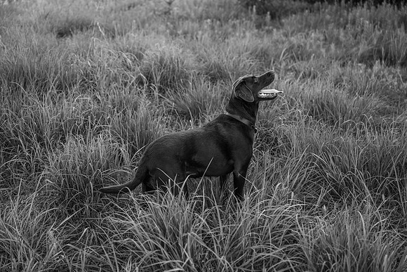 Charlie Puppy Photos