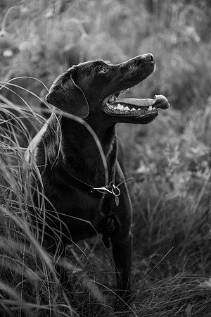 Charlie Puppy Photos
