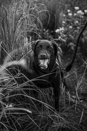 Charlie Puppy Photos