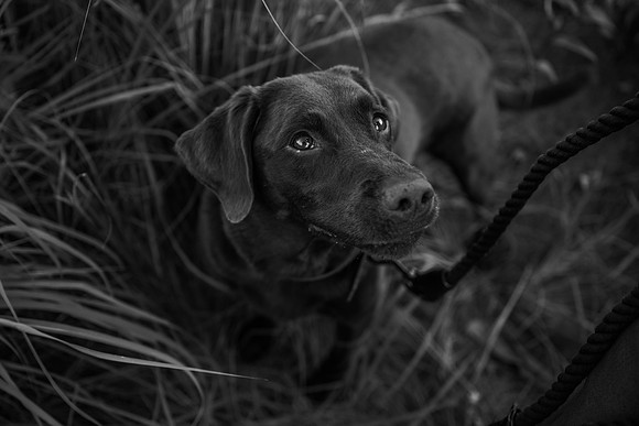 Charlie Puppy Photos