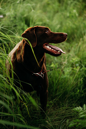 Charlie Puppy Photos