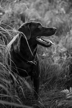 Charlie Puppy Photos