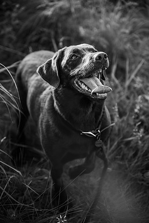 Charlie Puppy Photos