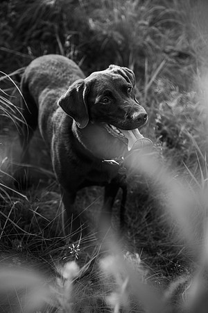 Charlie Puppy Photos
