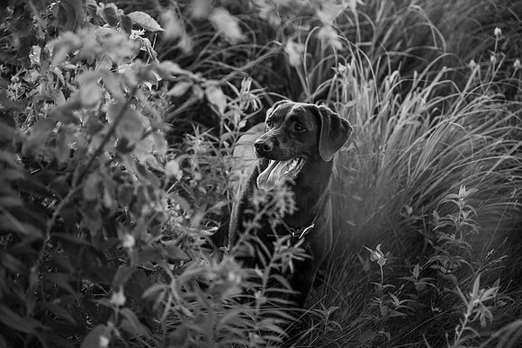 Charlie Puppy Photos
