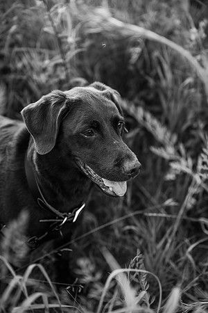 Charlie Puppy Photos