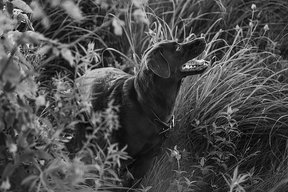 Charlie Puppy Photos