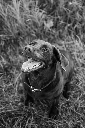 Charlie Puppy Photos