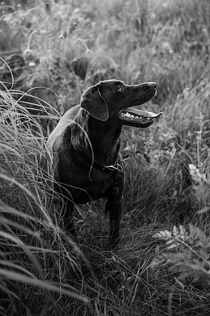 Charlie Puppy Photos