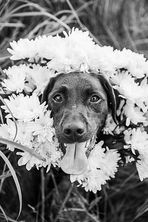 Charlie Puppy Photos